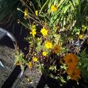 Orange coreopsis. (photo by Trisha Rose)