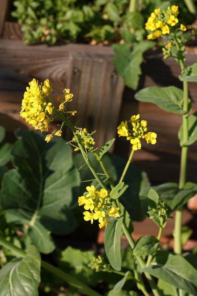 Bolting bok choy. https://www.publicdomainpictures.net/en/view-image.php?image=426924&picture=flowers-of-a-bolting-bok-choy-plant