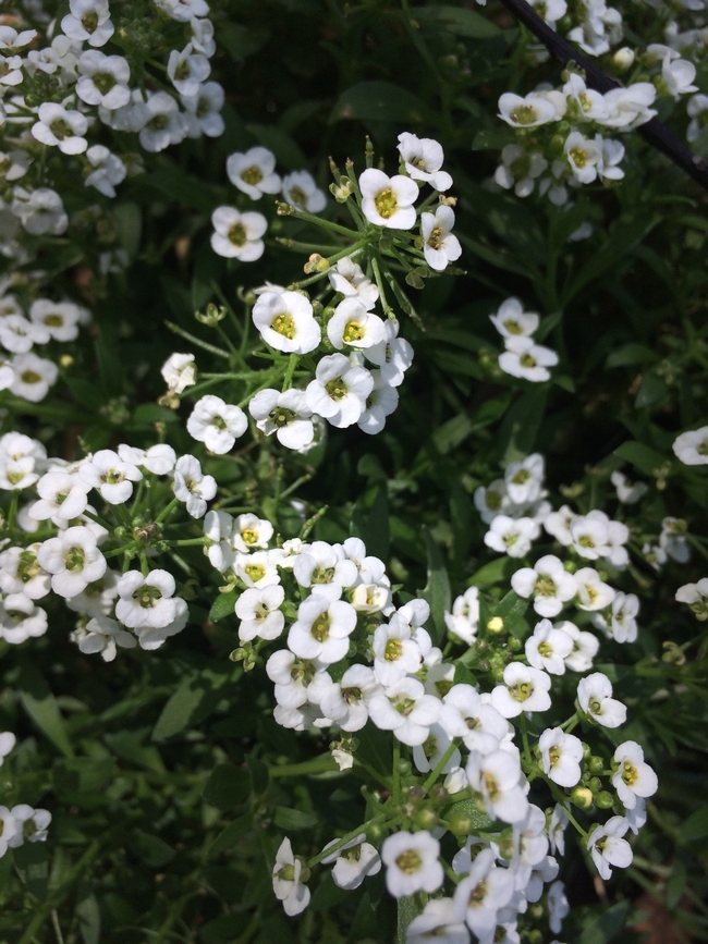 alyssum jdedora