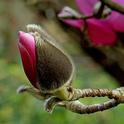 Magnolia bud. by Bernard Spragg is marked with CC0 1.0.