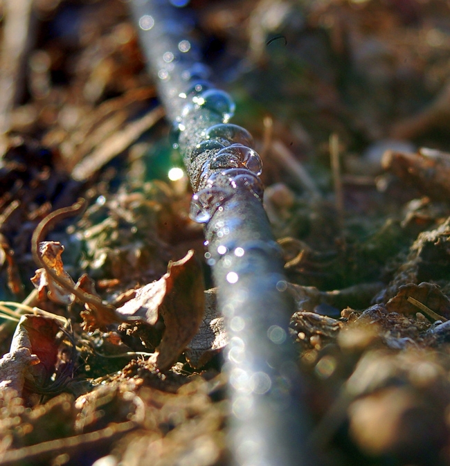 Drip irrigation by JobyOne is licensed under CC BY 2.0.
