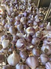 Is this rural garlic or urban garlic? Hard to tell, but we do know it's beautiful. Photo: Amanda Elder, Howling Dog Ranch