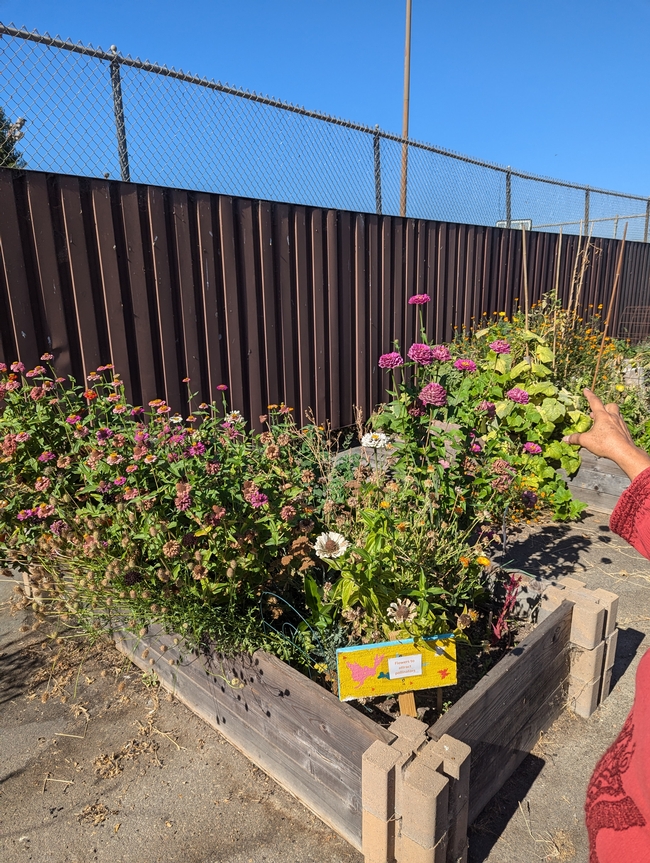 Yolanda pointing out plants at the preschool garden