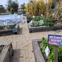 The garden at OUSD's The Center