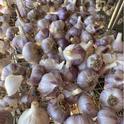 Is this rural garlic or urban garlic? Hard to tell, but we do know it's beautiful. Photo: Amanda Elder, Howling Dog Ranch