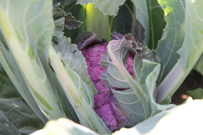 Purple Cauliflower at a Bay Area Urban Farm