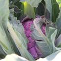 Purple Cauliflower at a Bay Area Urban Farm