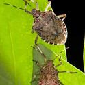 Brown Marmorated Stink Bug - Photo by S.Ausmus USDA ARS