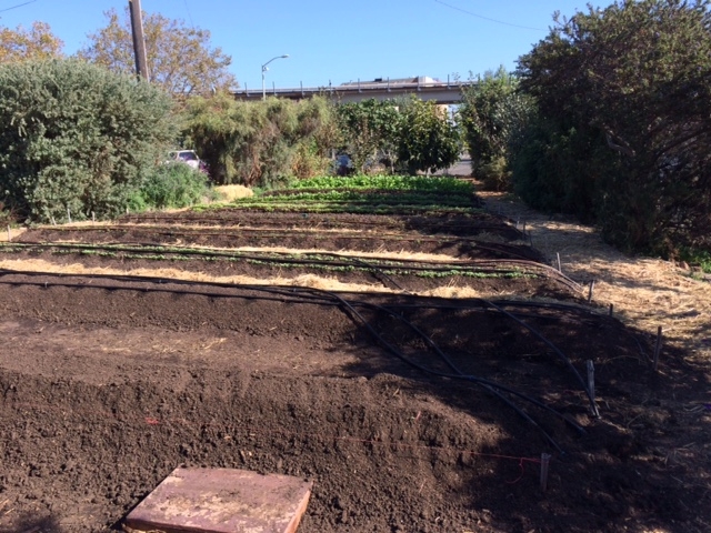 Beds prepped for planting lettuce at WOW Farm, Richmond, CA.