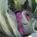 San Francisco TI Job Corps Farm - Purple Cauliflower