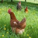 Chickens on Farm