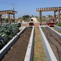 Raised Bed Irrigation - Treasure Island Job Corps Farm