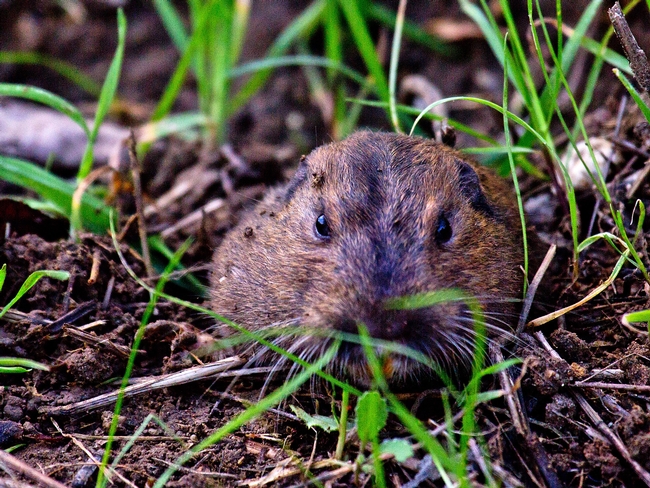 Pocket Gopher by Ed Williams