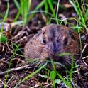 Pocket Gopher: Ag Natural Photography by Ed Williams