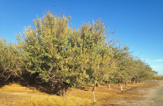 Salt accumulation in almond trees' rootzone is sleeping dragon, says UCCE advisor David Doll.