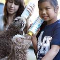 4-H Youth Bottle Feeding Lambs