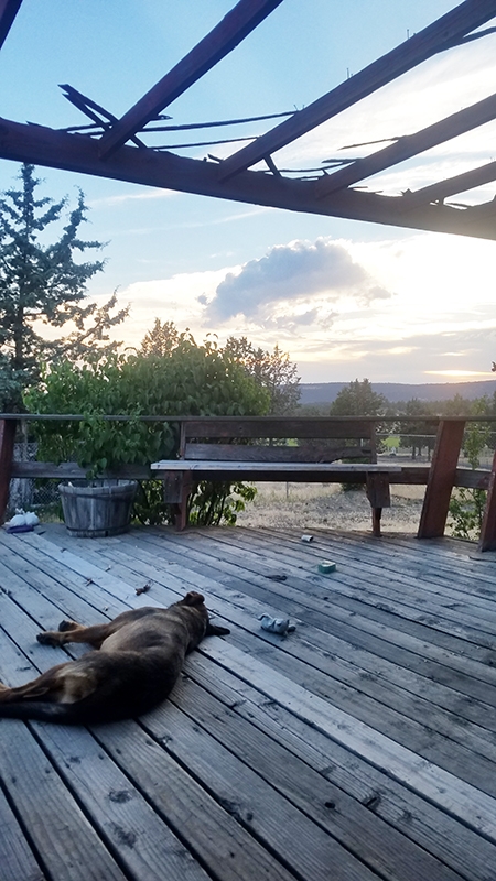 dog resting on cabin deck