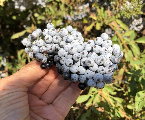 elderberries in hand