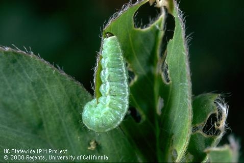 Alfalfa weevil larva