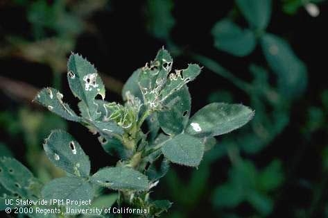 Weevil injury to alfalfa foliage