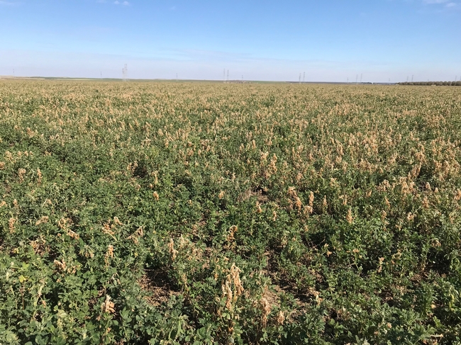 Frost damage to alfalfa, Yolo Co, 2018