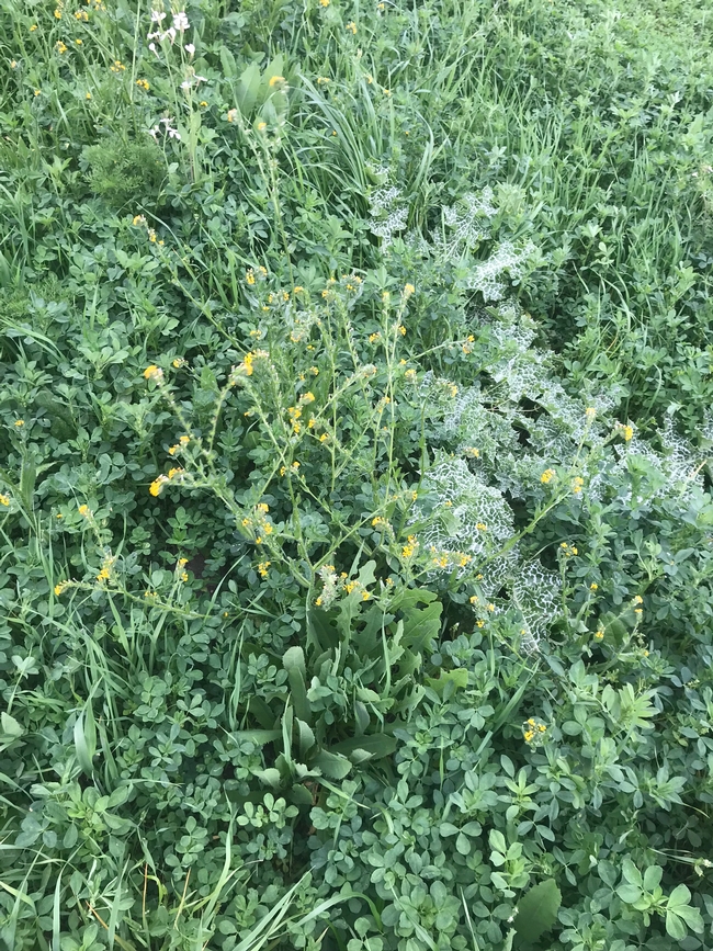 Weeds in seedling alfalfa that are too large to control with herbicides.