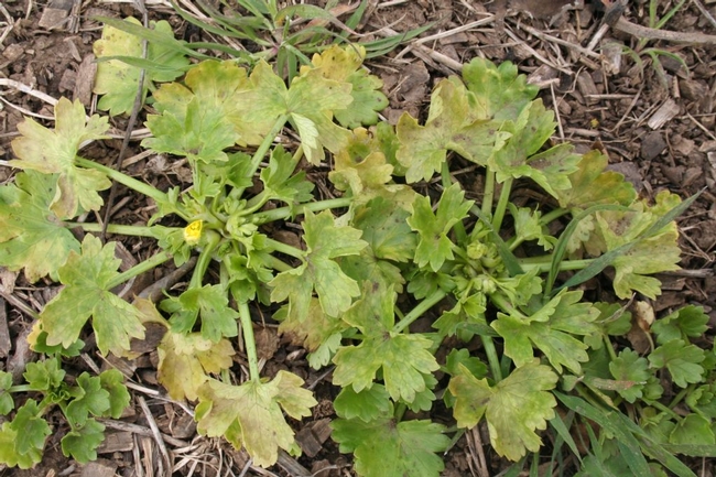 Buttercup infected with tomato spotted wilt virus.