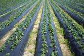 Los costos para el cultivo y cosecha de fresas orgánicas han sido actualizados para el 2024. Fotografía por Mark Bolda