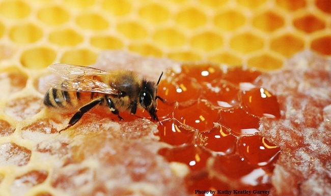 Conozca un poco más sobre la miel de abeja - Blog de Alimentos - ANR Blogs