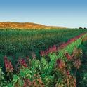 Mezclar cultivos ayuda a promover la biodiversidad, como este cultivo de amaranto, girasoles y sorgo en la granja Fully Belly, de Guinda, California. Fotografía por: Paul Kirchner Studios
