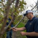 El especialista de Extensión Cooperativa de UC, Florent Trouillas, examina un cerezo en Lodi en busca de potenciales patógenos. Fotografía por Jael Mackendorf, de UC Davis