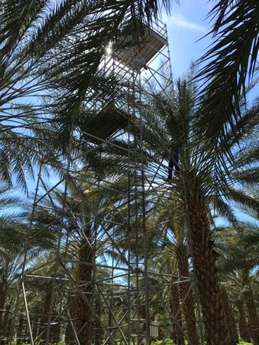 Una torre de monitoreo en un campo experimental de palmas datileras. Todas las fotografías por Ali Montazar.