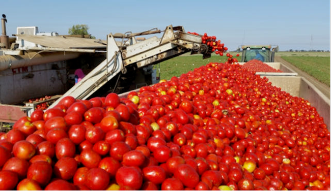 Procesador de tomates