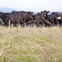 Para entender mejor los patrones individuales de pastoreo, un grupo de investigadores fue al Centro de Investigacion y Extension Sierra Foothill de UC en Browns Valley y rastrearon 50 vacas de carne que portaban collares con localizadores GPS. Fotografía de archivo por Ray Lucas.