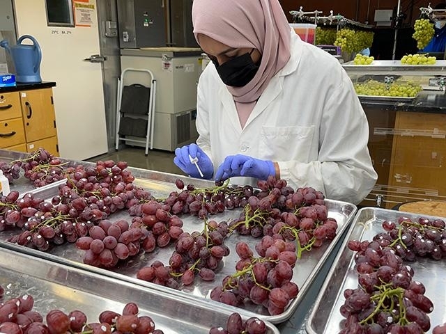 La estudiante universitaria Dilasha Shenaz evalúa la calidad e incidencia de moho en las uvas de mesa – tel tipo de trabajo asumido por el Centro de Investigación y Extensión de Postcosecha de UC Davis. Shenaz se encuentra en el laboratorio de la codirectora del centro Bárbara Blanco-Ulate. Fotografía cortesía de Bárbara Blanco-Ulate, UC Davis.