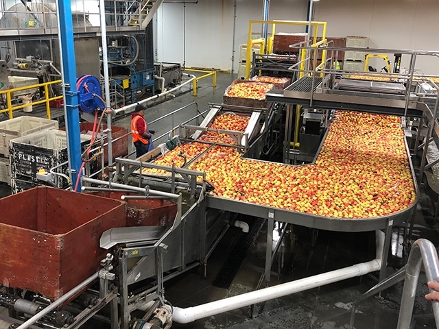 Frutas de vivos colores serpentean por una cinta transportadora dentro de una de las areas de trabajo de Centro de Investigación y Extensión de Postcosecha de UC Davis.  Fotografia cortesia de UC Davis