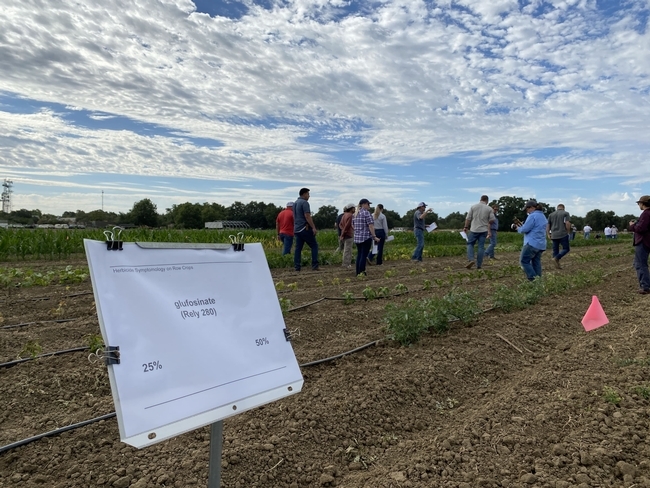 Los participantes en el reciente día en el campo para diagnosticar los síntomas de herbicidas, en UC Davis, pudieron observar las parcelas de pruebas que muestran diferentes niveles de daños causadas por herbicidas de uso común cuando se aplican de manera inapropiada.