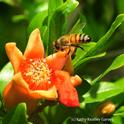 Una abeja se acerca a una flor de granada. (Fotografía por Kathy Keatley Garvey)