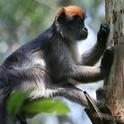 Un mono colobo rojo come corteza de un árbol de eucalipto, una especie de estrogénico no nativo que fue plantado como fuente de madera combustible en el Parque Nacional Kibale. Fotografía por Kearney Wasserman.