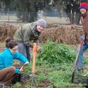 Un día de cosecha para Sara Kosoff, Anthony Waldrop y Eric Lynn en la Granja Estudiantil de UC Davis.