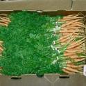 Los diferentes híbridos de zanahorias son ideales para las diferentes necesidades.
