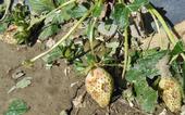 Plantas de fresa dañadas por el granizo