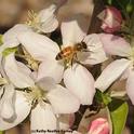Una abeja de miel poliniza una flor de manzano. (Fotografía por Kathy Keatley Garvey).