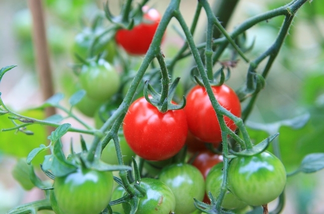 Para huertos pequeños, elija cultivos que produzcan bastante, como tomates.