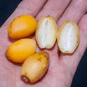 Frutos en su etapa “khalal”, la variedad “Zahidi, son muy buenos para comer pues son sabrosos, dulce y  crujientes. (D. R. Hodel)