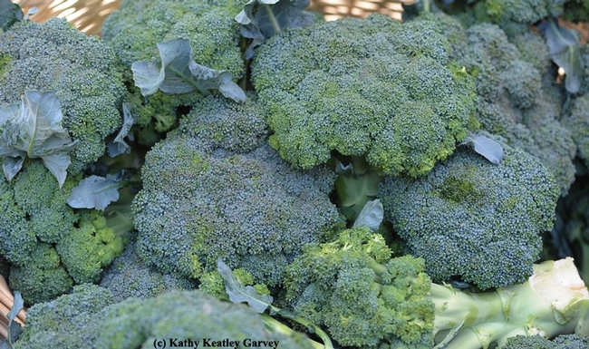 El brócoli es una verdura que a todos debería gustar. (Foto por Kathy Keatley Garvey)