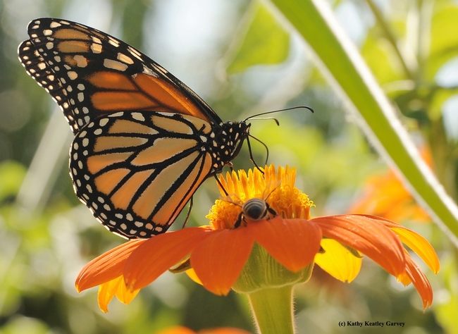 Mariposa monarca y abeja de miel sobre un girasol mexicano (Tithonia), por Kathy Keatley Garvey.