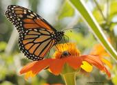 Mariposa monarca y abeja de miel sobre un girasol mexicano (Tithonia), por Kathy Keatley Garvey.