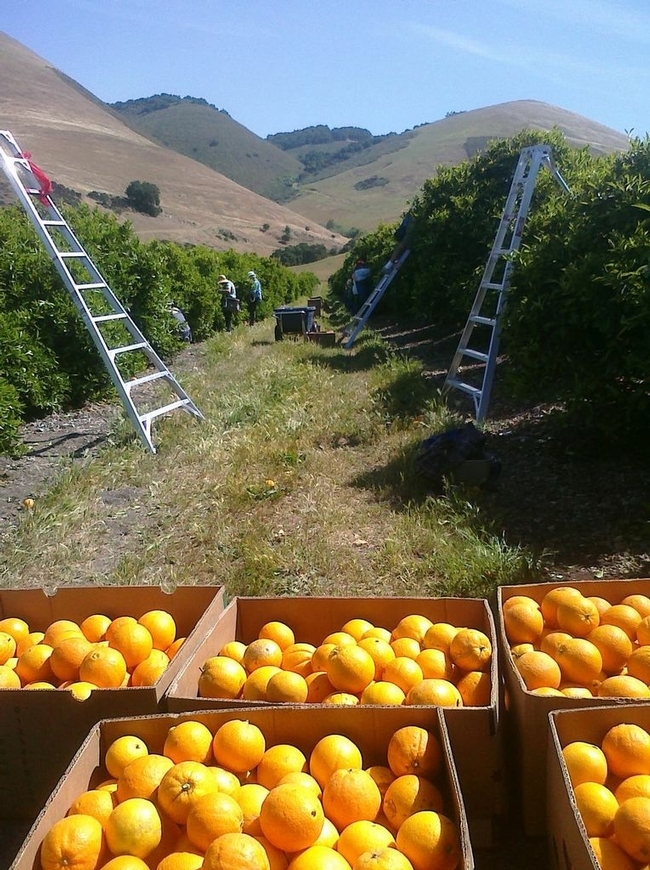 Naranjas del condado de San Luis Obispo.