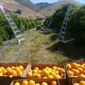 Naranjas del condado de San Luis Obispo.
